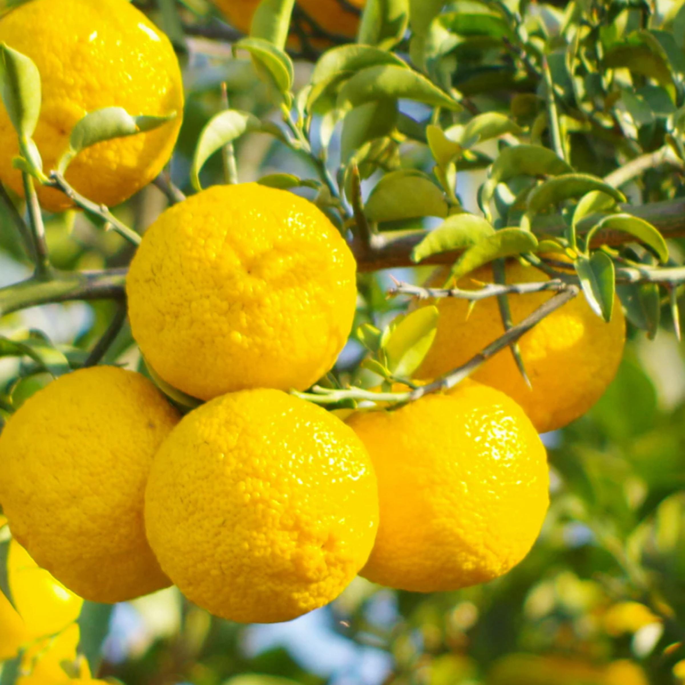 Yuzu Essential Oil, Organic, 100% Pure, Natural