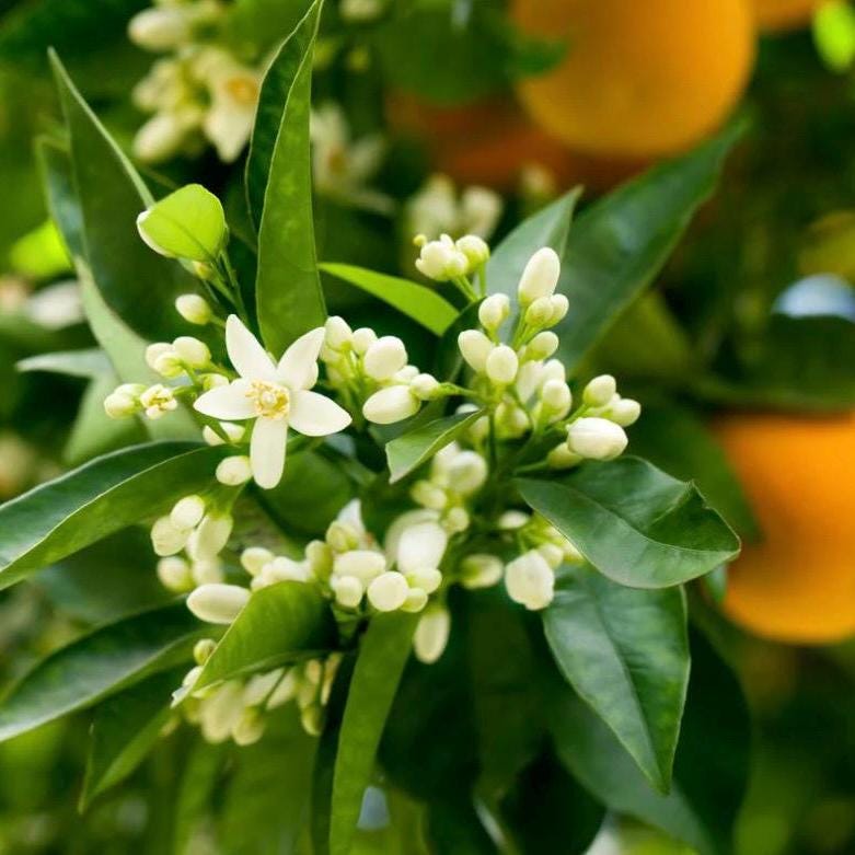 Neroli Hydrosol, Orange Blossom, Organic, Pure, Natural