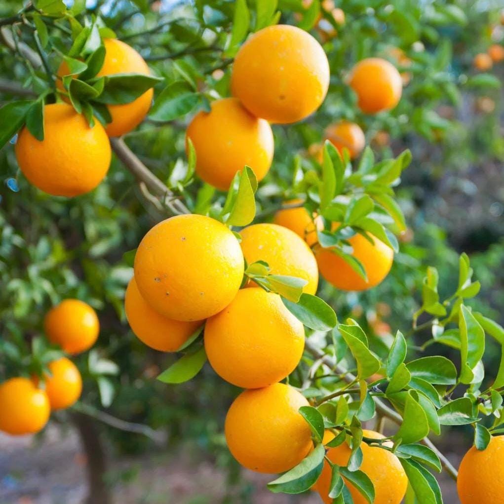Sweet Orange Essential Oil, Organic, 100% Pure, Natural