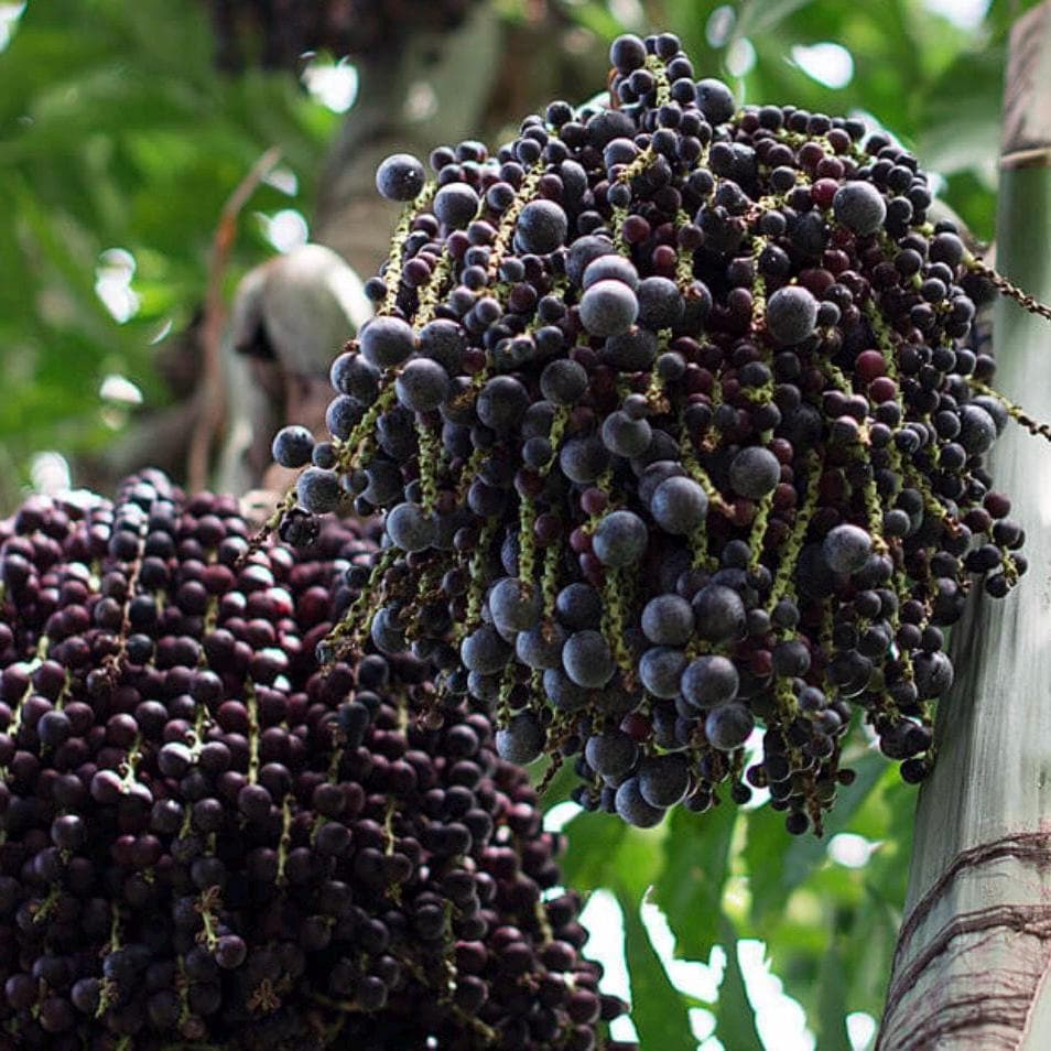 Acai Berry Fruit Oil, Organic, Cold Pressed, Unrefined, Natural