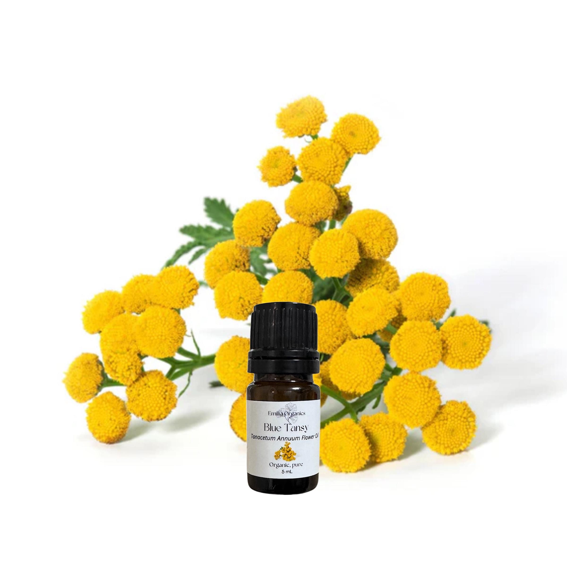 Blue Tansy Essential Oil, Organic, 100% Pure, Natural