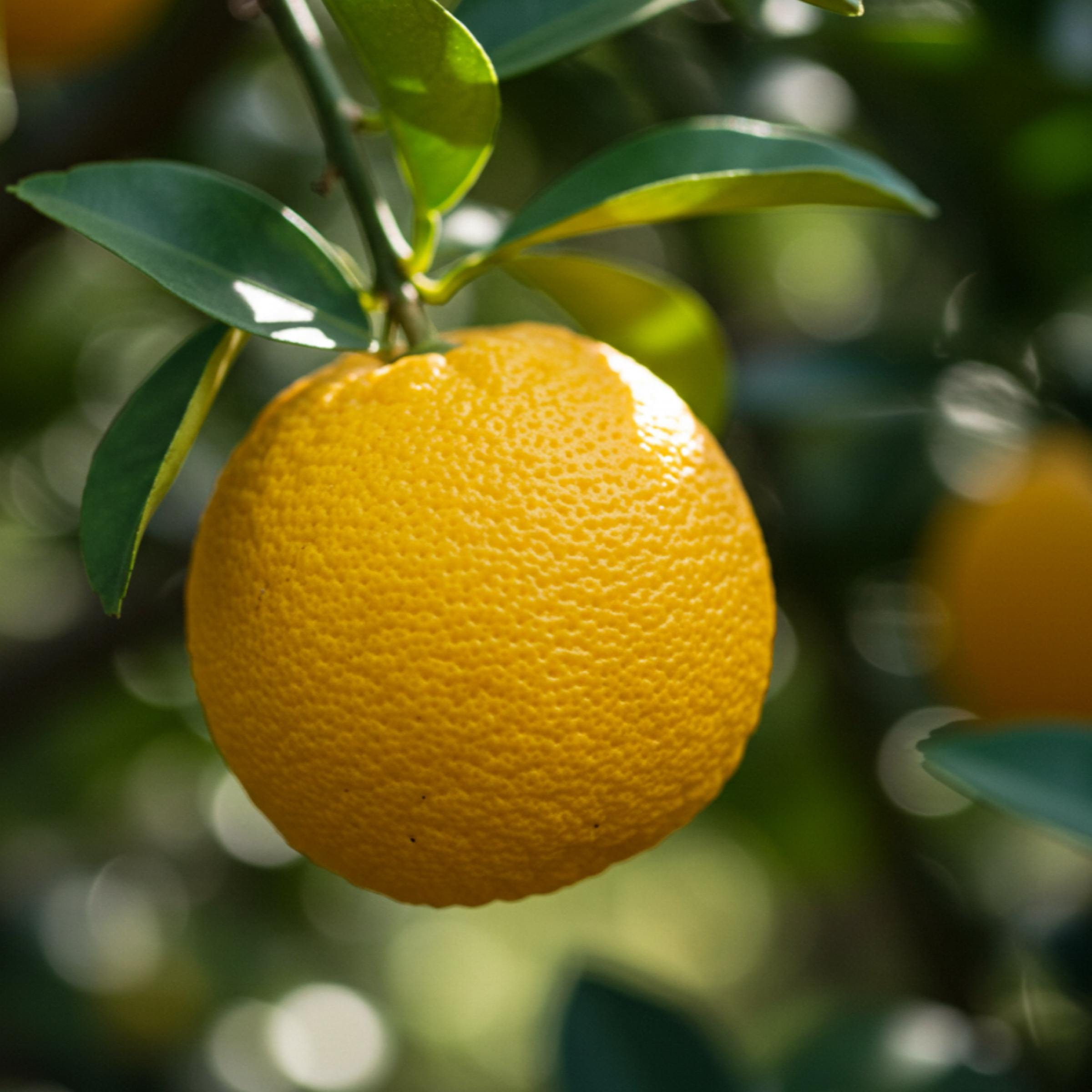 Yuzu Essential Oil, Organic, 100% Pure, Natural