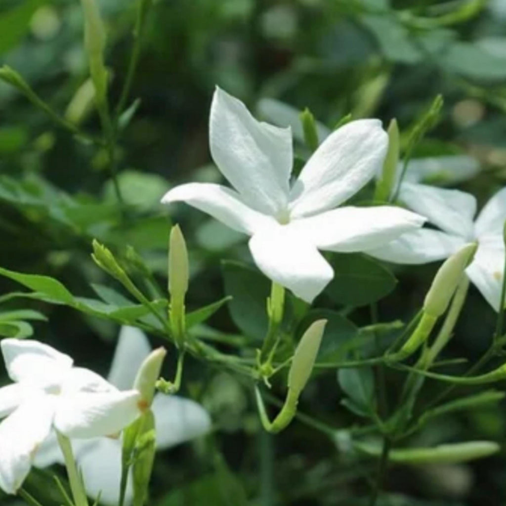 Jasmine Grandiflorum Absolute, Organic, Pure, Natural