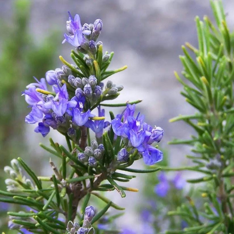Rosemary Hydrosol, Organic, Pure, Natural
