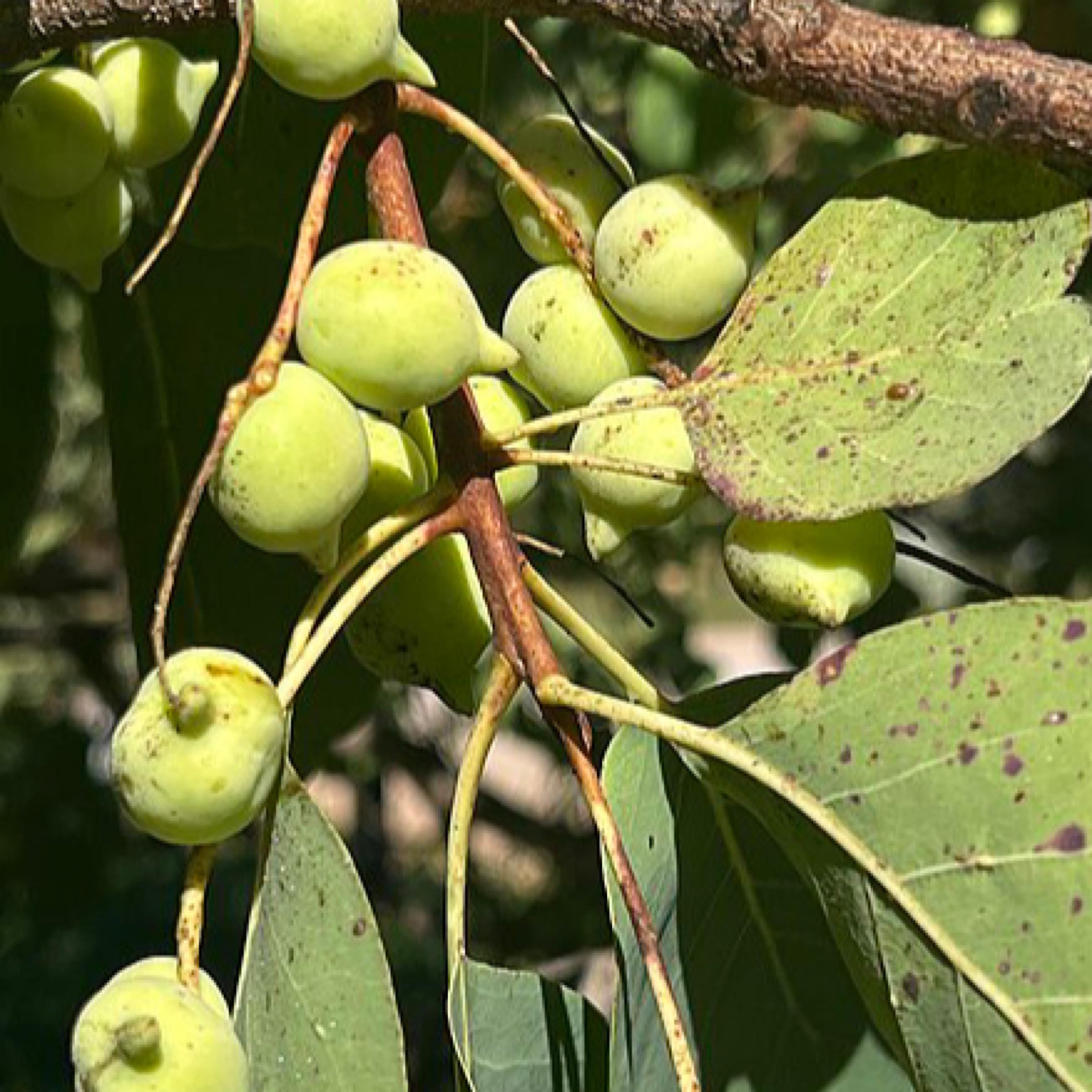 Kakadu Plum Seed Oil, Organic, Cold Pressed, Unrefined, Natural