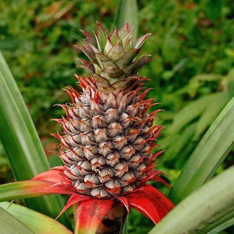 Pineapple Seed Oil, Organic, Cold Pressed, Unrefined, Natural