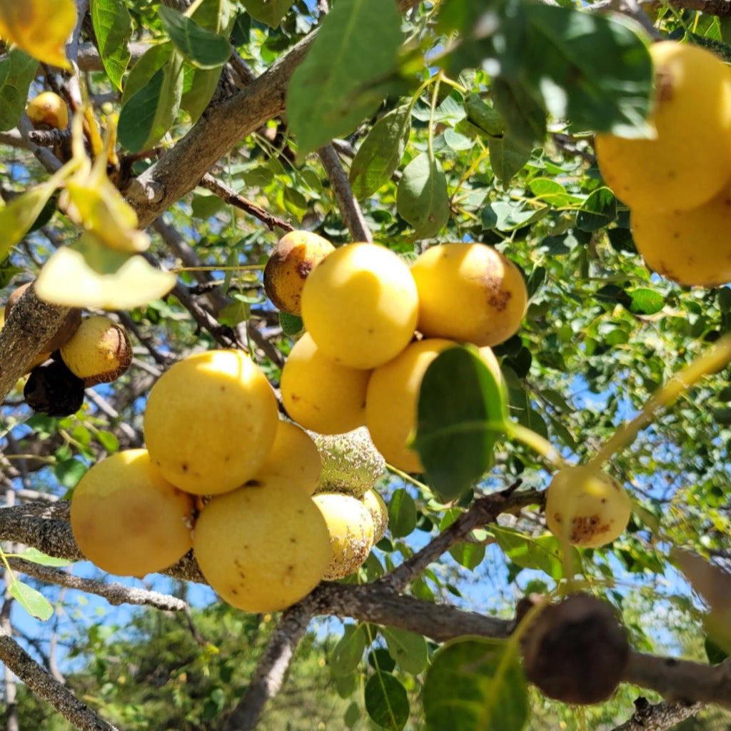 Marula Seed Oil, Organic, Cold Pressed, Unrefined, Natural