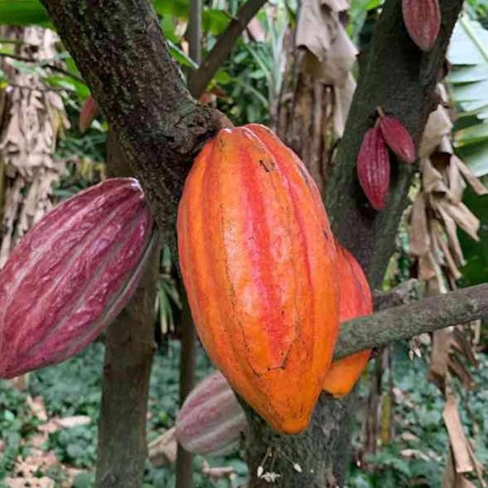 Cocoa Absolute Oil, Cacao Absolute, Organic, 100% Pure, Natural