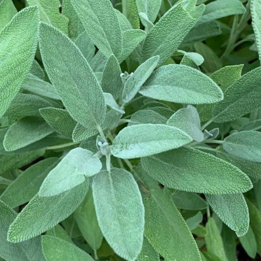 Sage Essential Oil, Organic, 100% Pure, Natural
