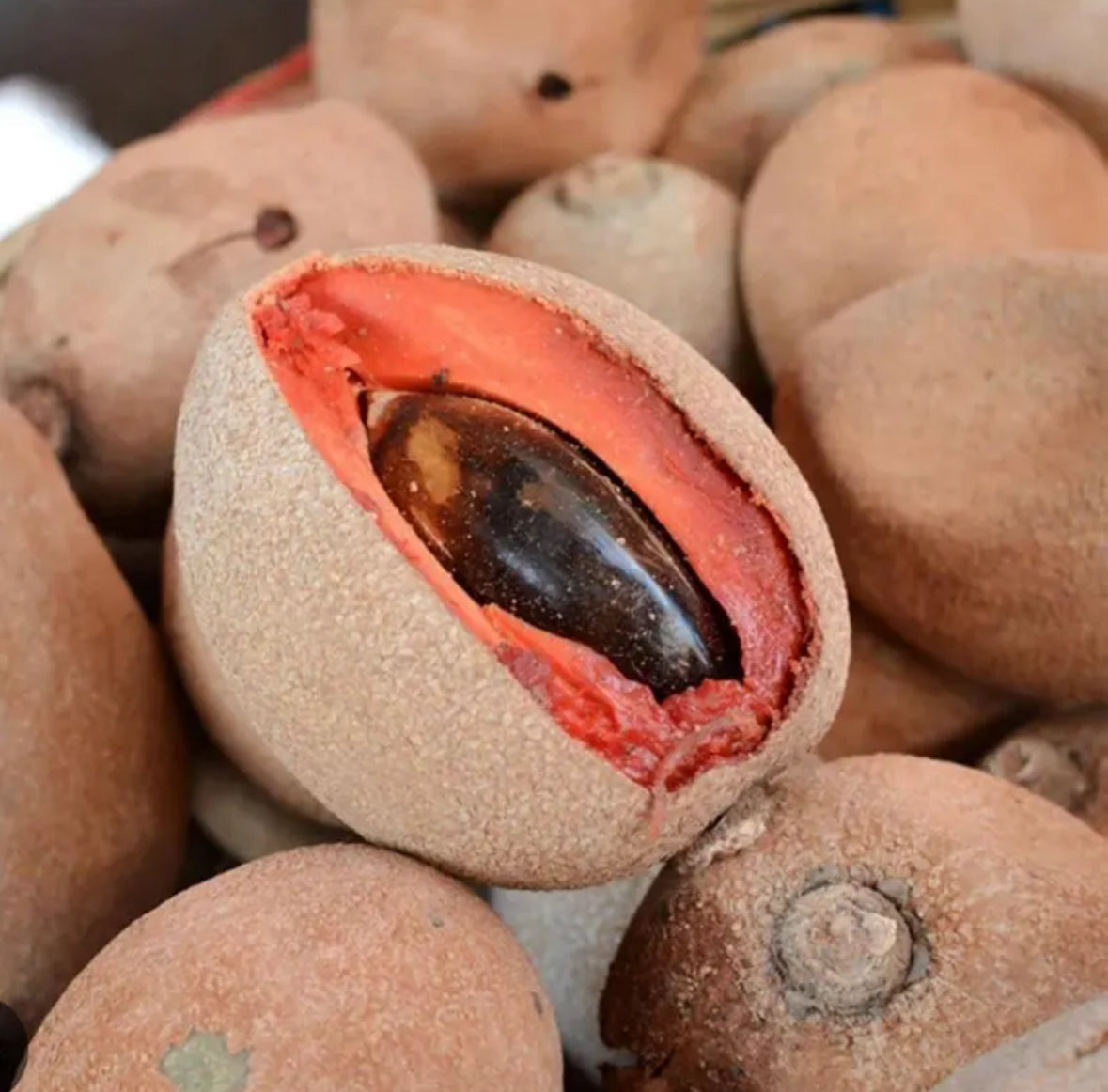 Mamey Sapote Seed Butter, Organic, Cold Pressed, Unrefined, Natural