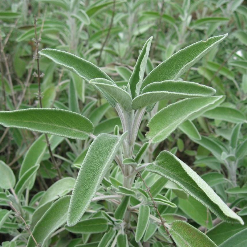 Sage Essential Oil, Organic, 100% Pure, Natural