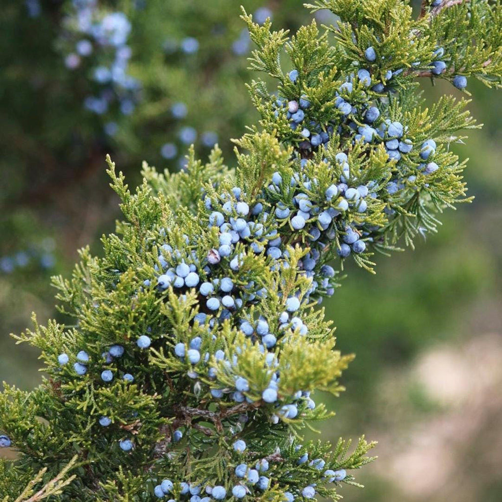 Juniper Berry Essential Oil, Organic, 100% Pure, Natural