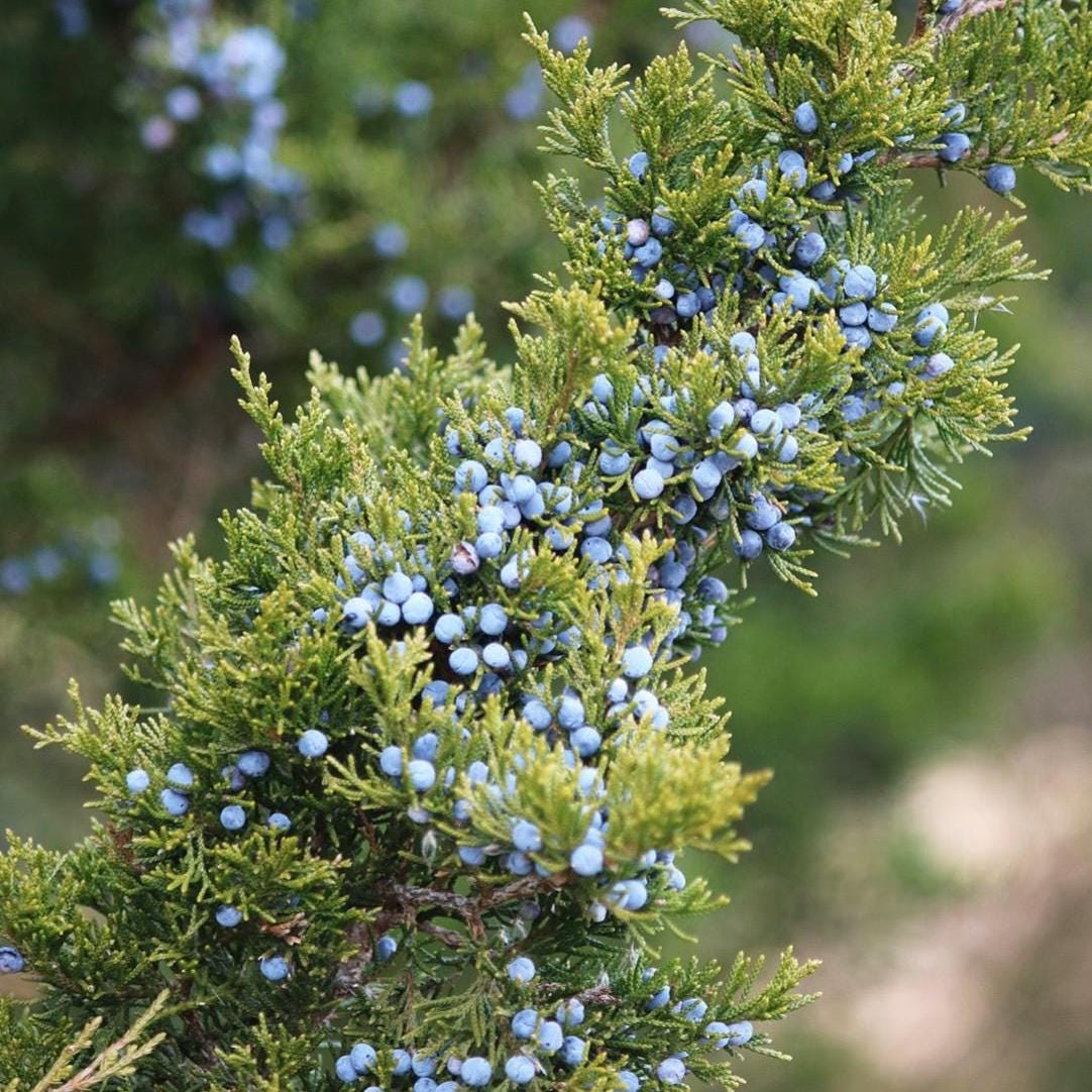 Juniper Berry Essential Oil, Organic, 100% Pure, Natural