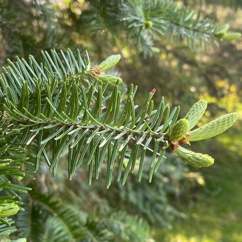 Balsam Fir Essential Oil, Organic, 100% Pure, Natural