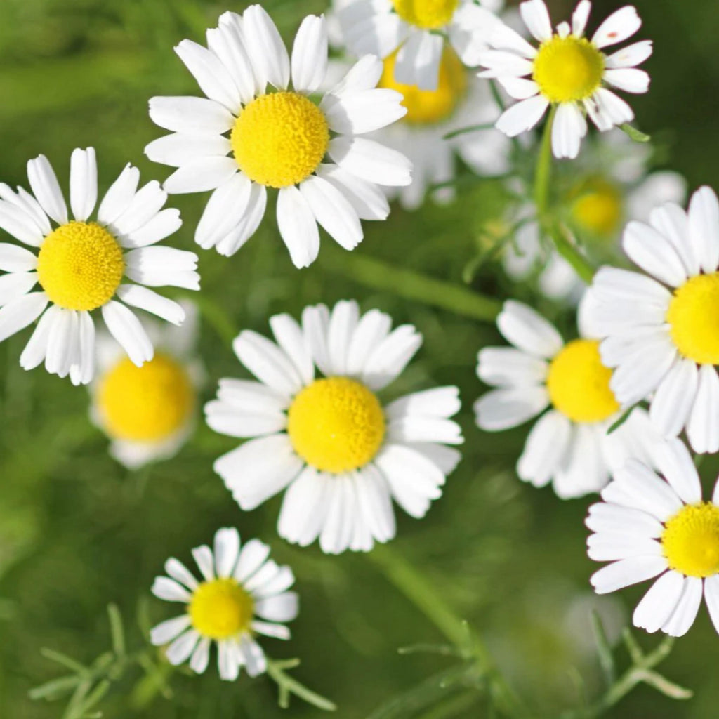 Roman Chamomile Essential Oil, Organic, 100% Pure, Natural