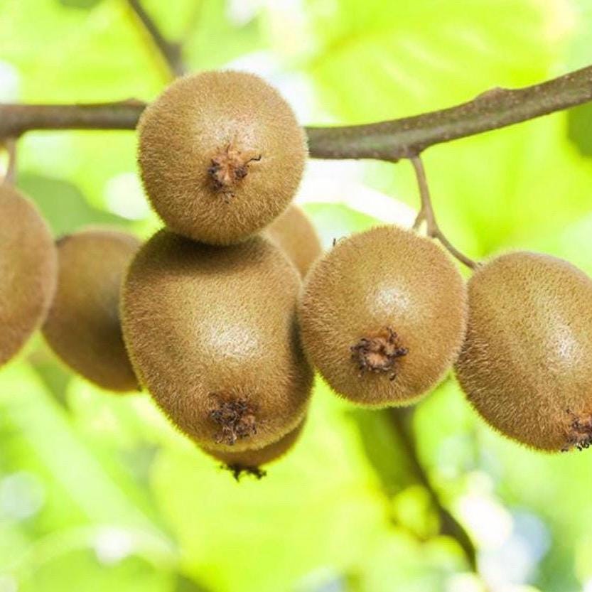 Kiwi Seed Oil, Organic, Cold Pressed, Unrefined, Natural