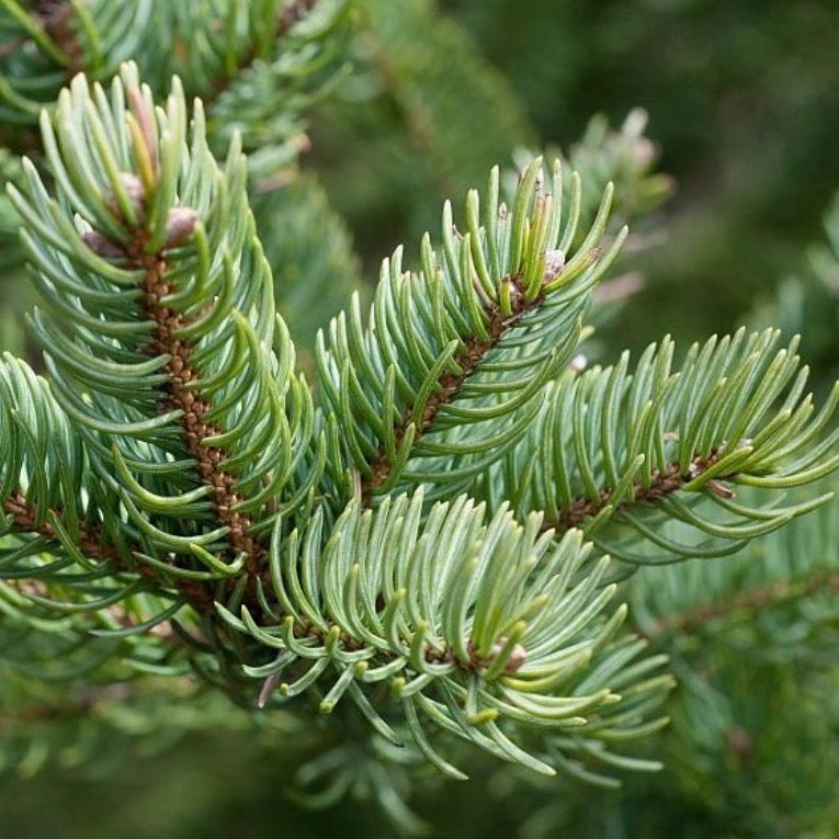 Balsam Fir Essential Oil, Organic, 100% Pure, Natural