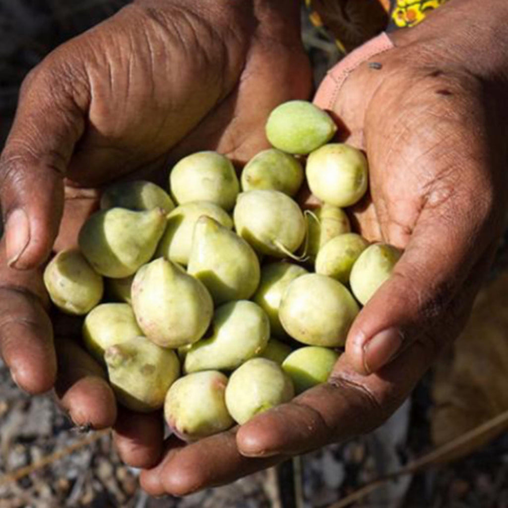 Kakadu Plum Seed Oil, Organic, Cold Pressed, Unrefined, Natural