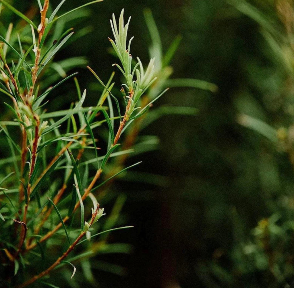 Tea Tree Hydrosol, Organic, Pure, Natural