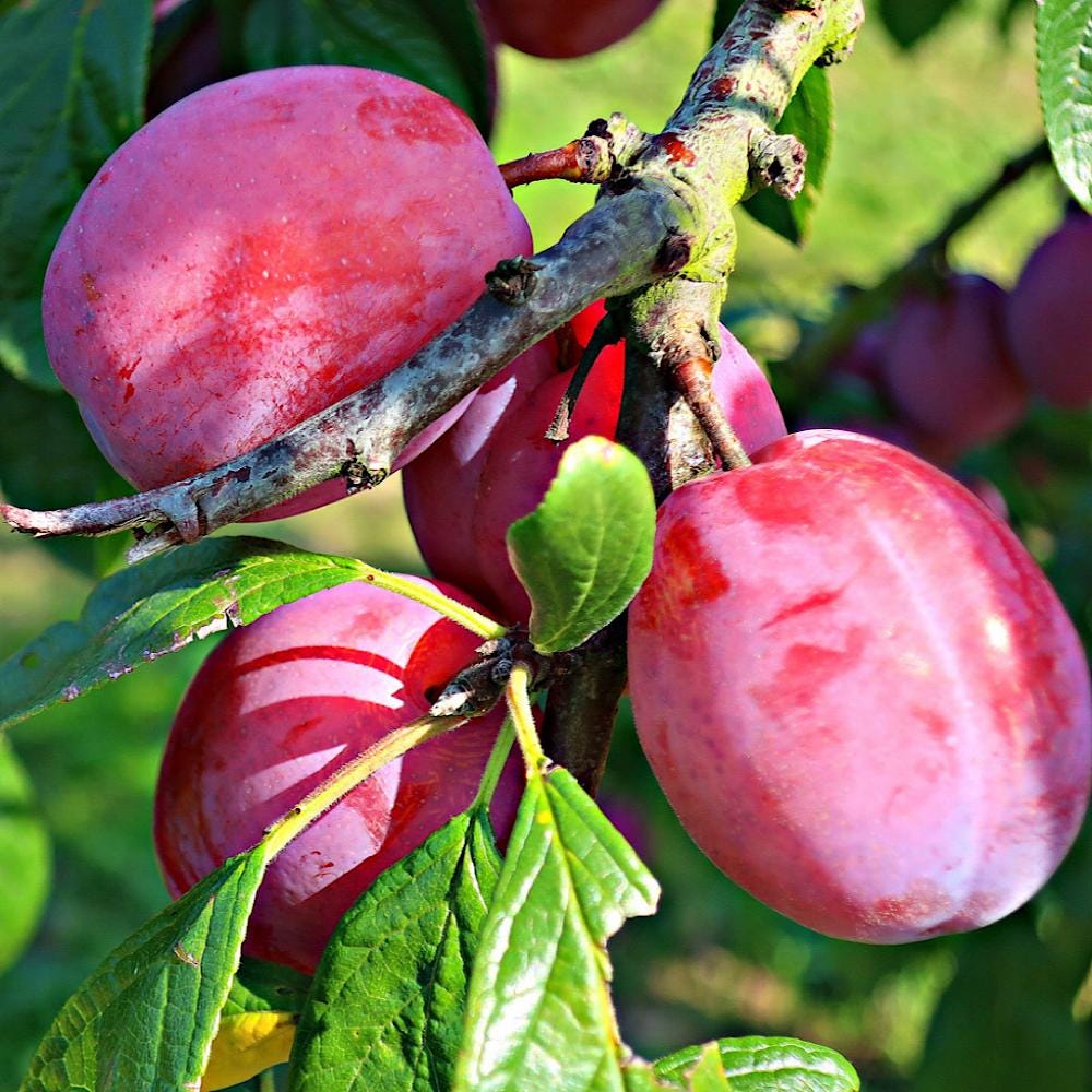 French Plum Seed Oil, Organic, Cold Pressed, Unrefined, Natural
