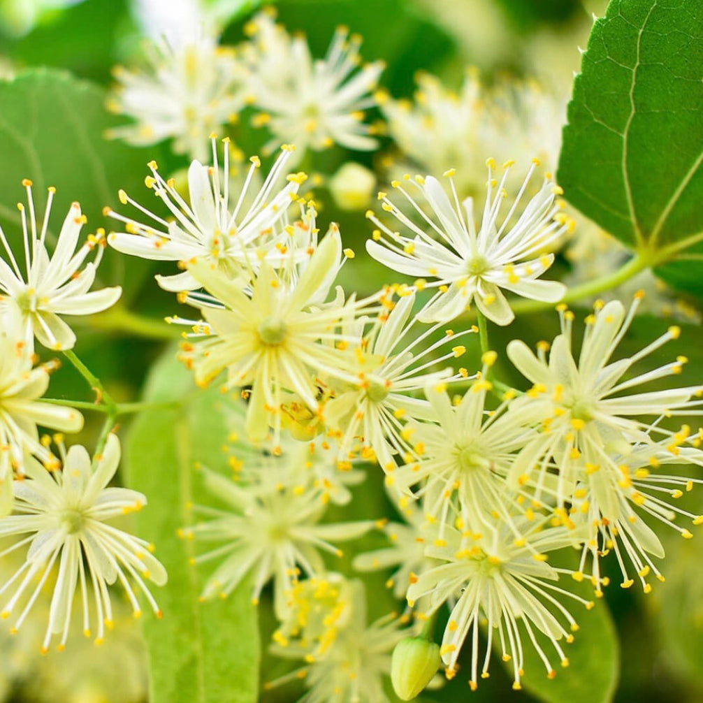 Linden Blossom Absolute Oil, Organic, 100% Pure, Natural