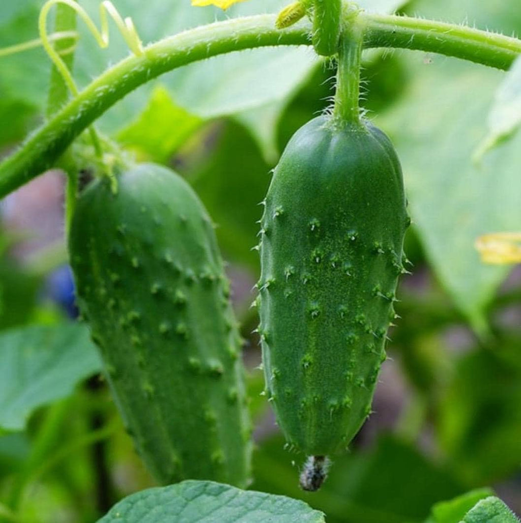 Cucumber Hydrosol, Organic, Pure, Natural