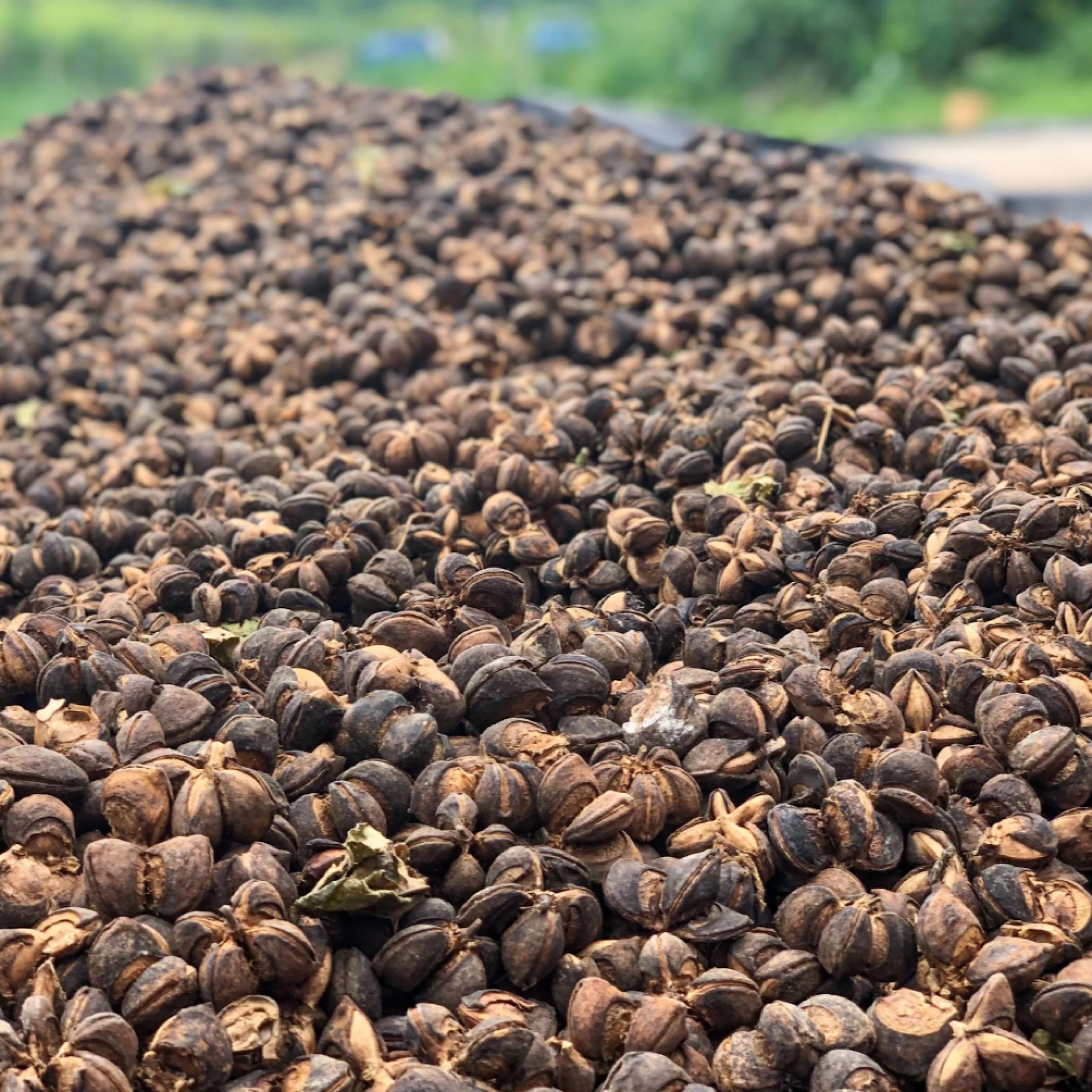 Sacha Inchi Seed Oil, Organic, Cold Pressed, Unrefined, Natural