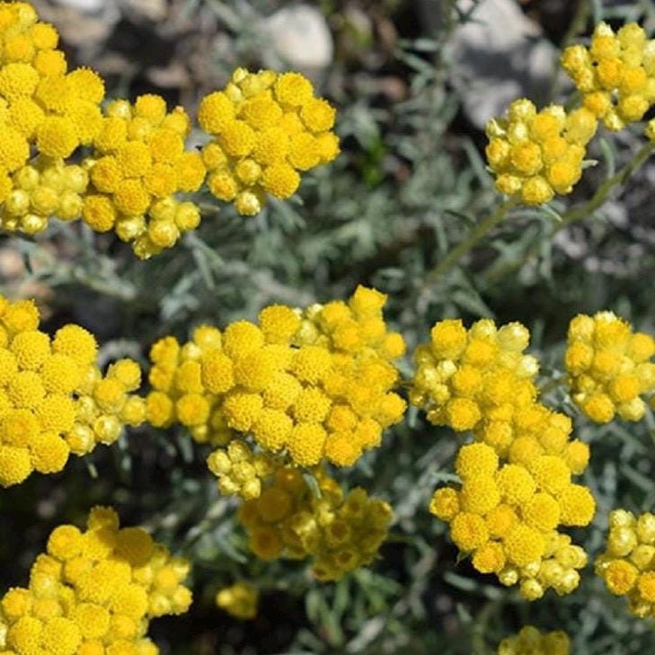 Helichrysum Hydrosol, Organic, Pure, Natural
