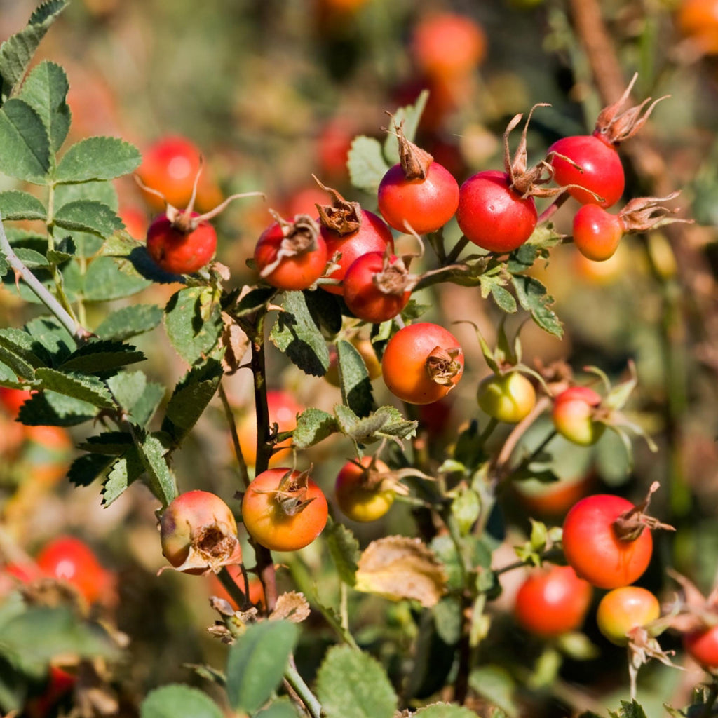 Rosehip Seed Oil, Organic, Cold Pressed, Unrefined, Natural