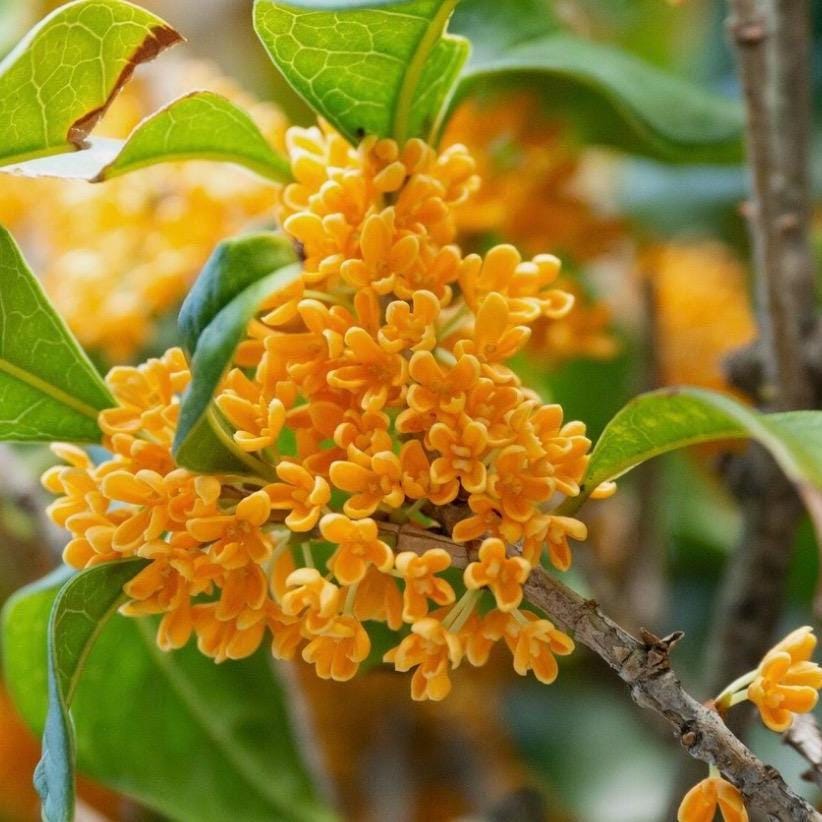 Osmanthus Absolute Oil, Organic, 100% Pure, Natural
