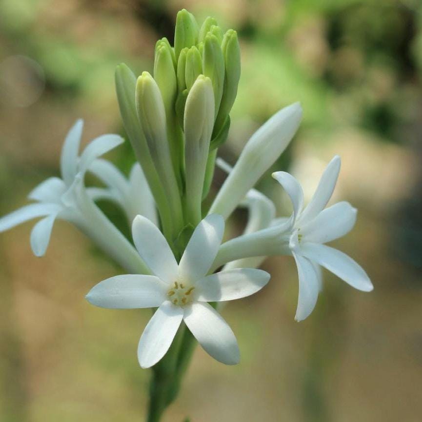 Tuberose Absolute, Organic, 100% Pure, Natural