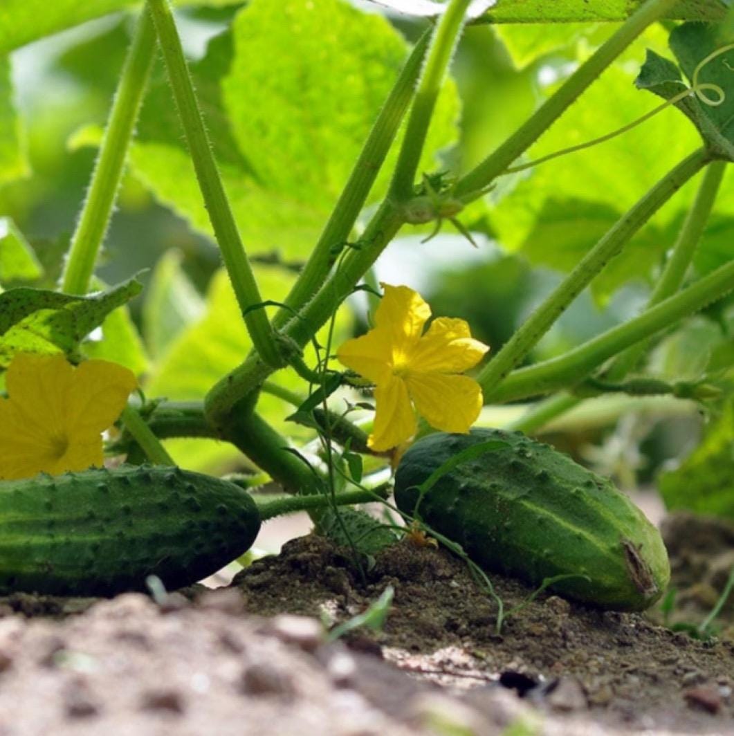 Cucumber Hydrosol, Organic, Pure, Natural