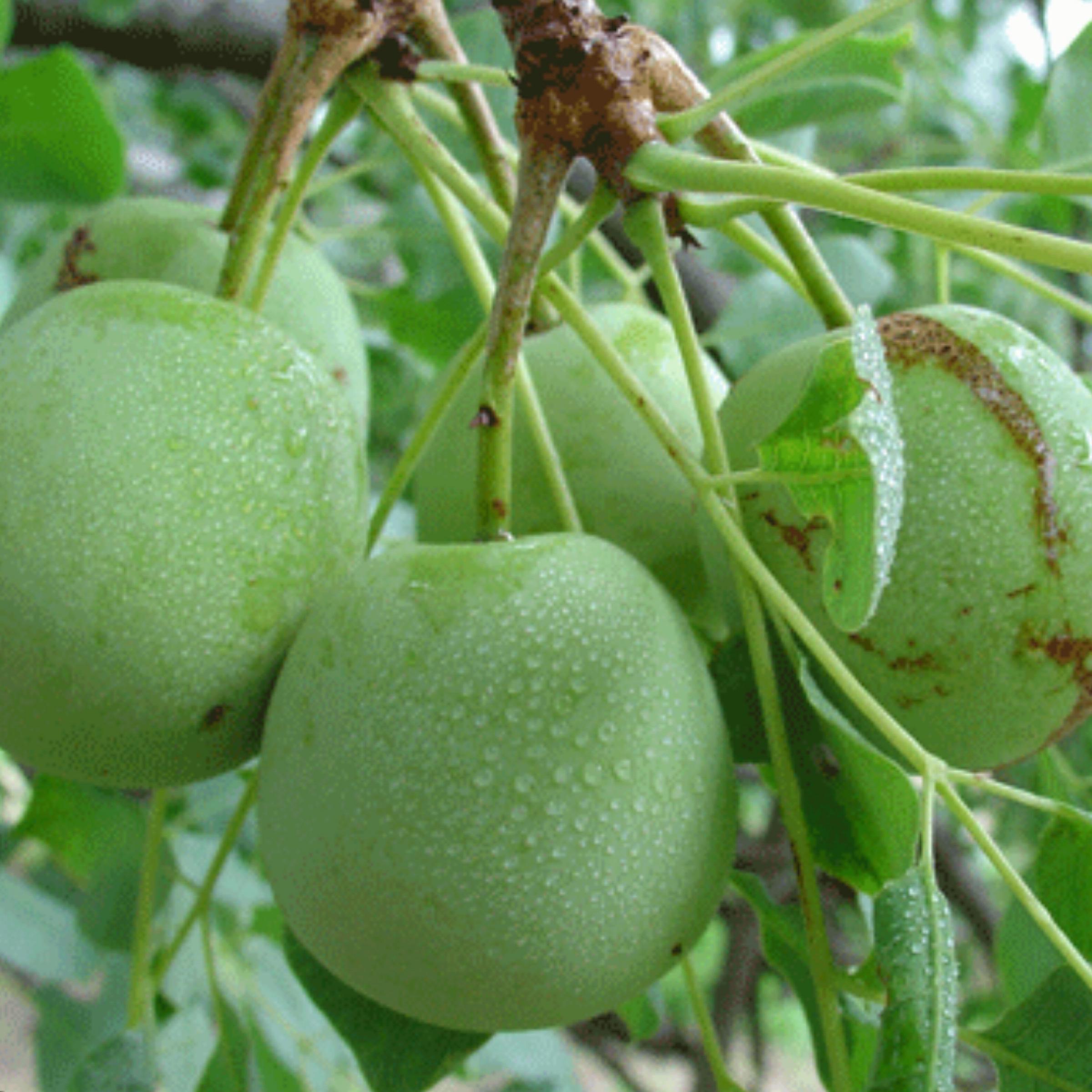 Marula Seed Oil, Organic, Cold Pressed, Unrefined, Natural