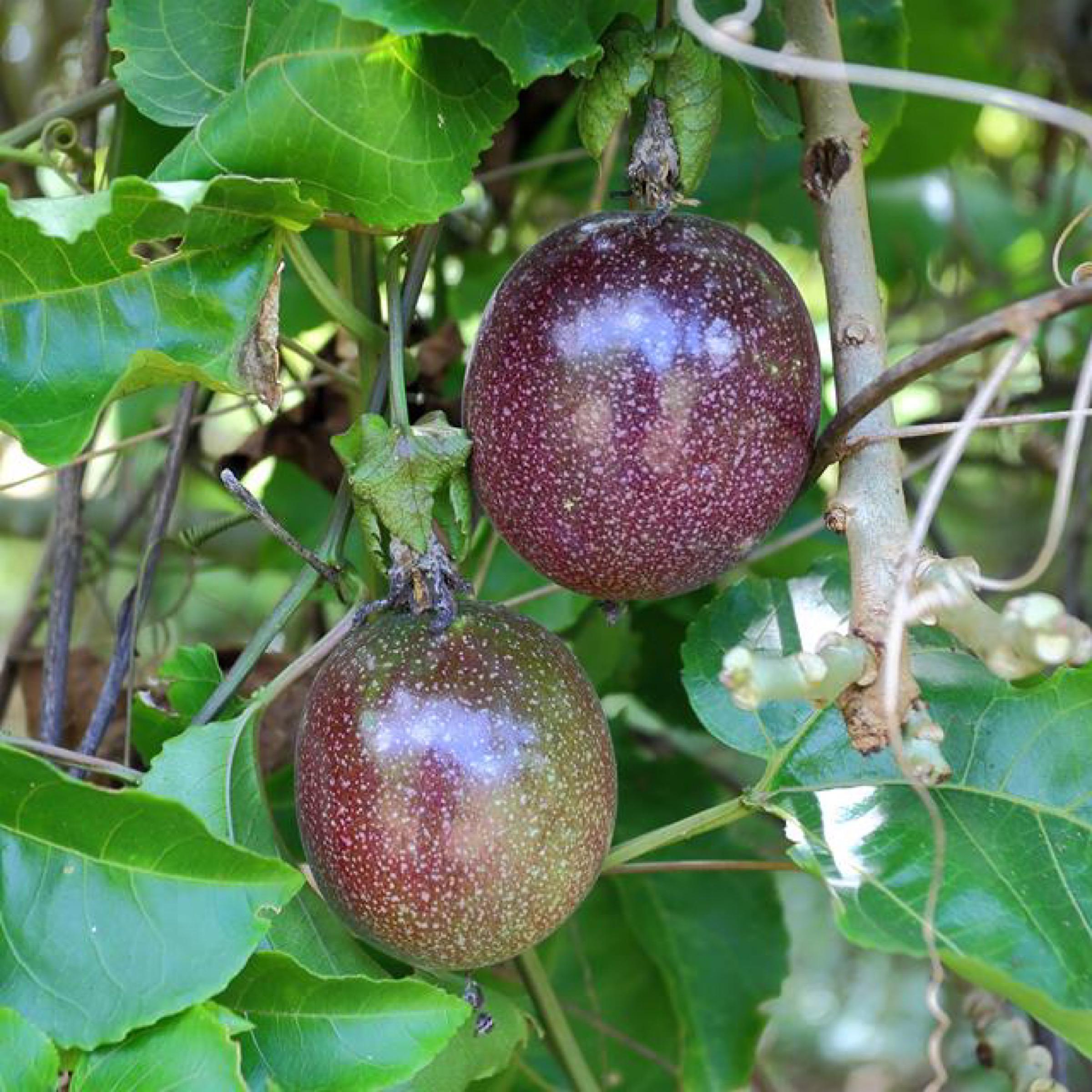Passion Fruit Seed Oil, Organic, Cold Pressed, Unrefined, Natural