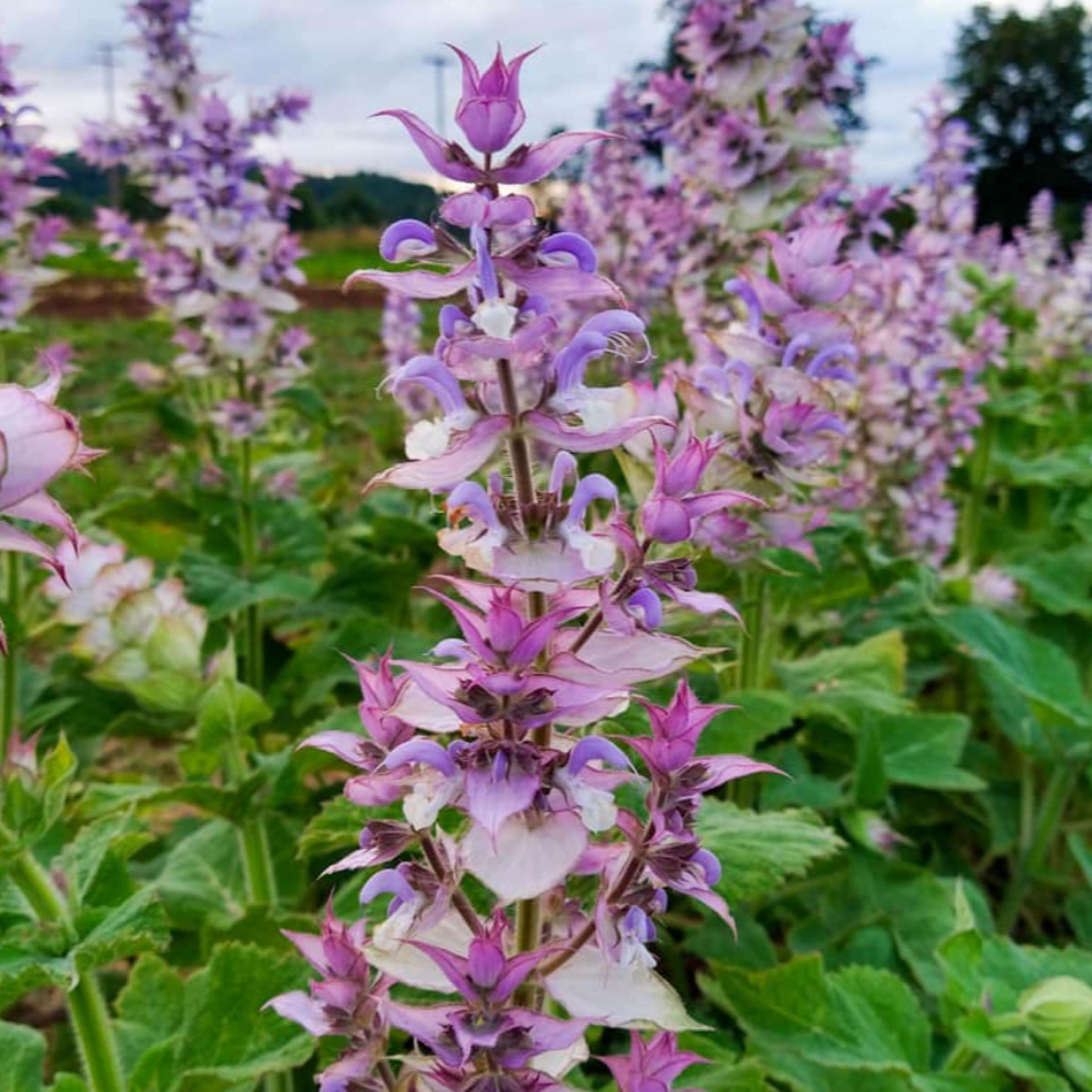 Clary Sage Essential Oil, Organic, 100% Pure, Natural