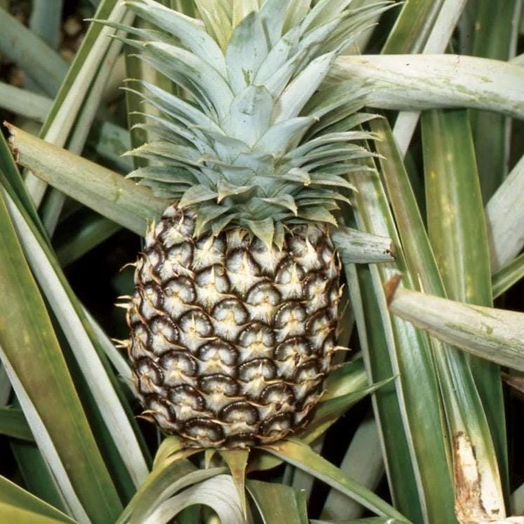Pineapple Seed Oil, Organic, Cold Pressed, Unrefined, Natural