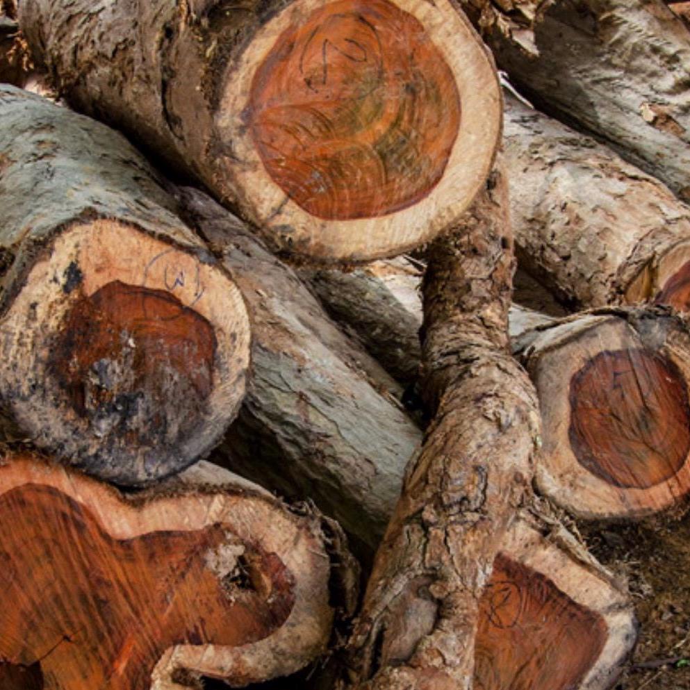 Rosewood Essential Oil, Organic, 100% Pure, Natural