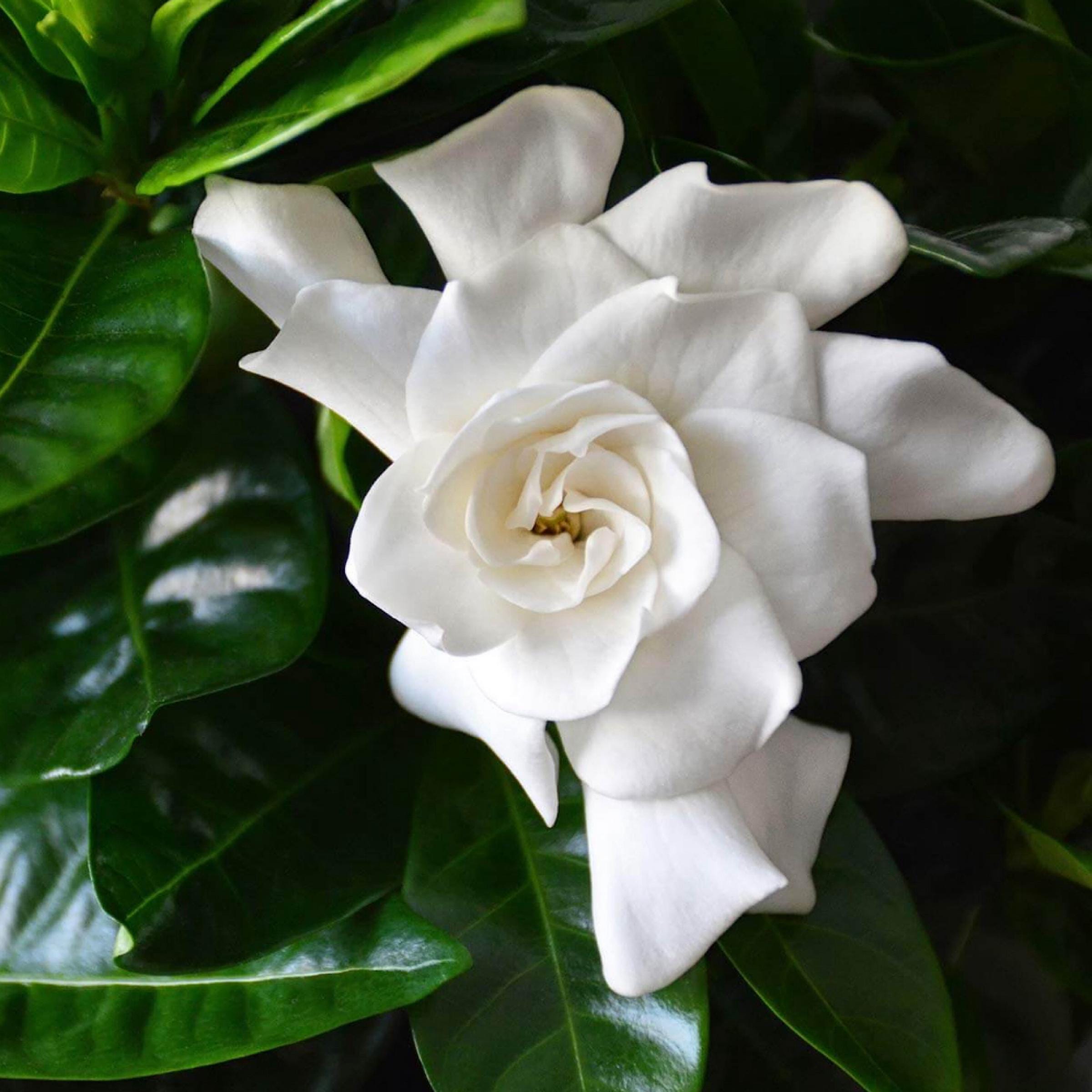 Gardenia Absolute Oil, Organic, 100% Pure, Natural