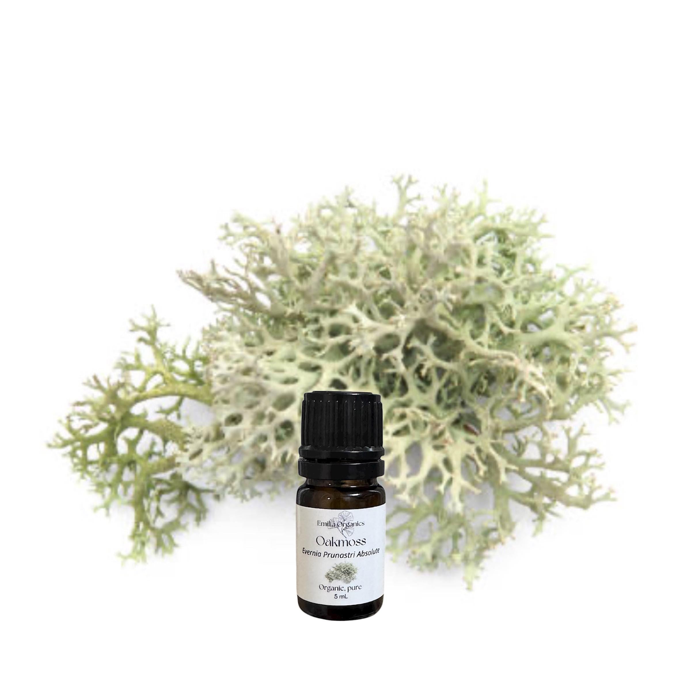 Oakmoss Absolute Oil, Organic, 100% Pure, Natural
