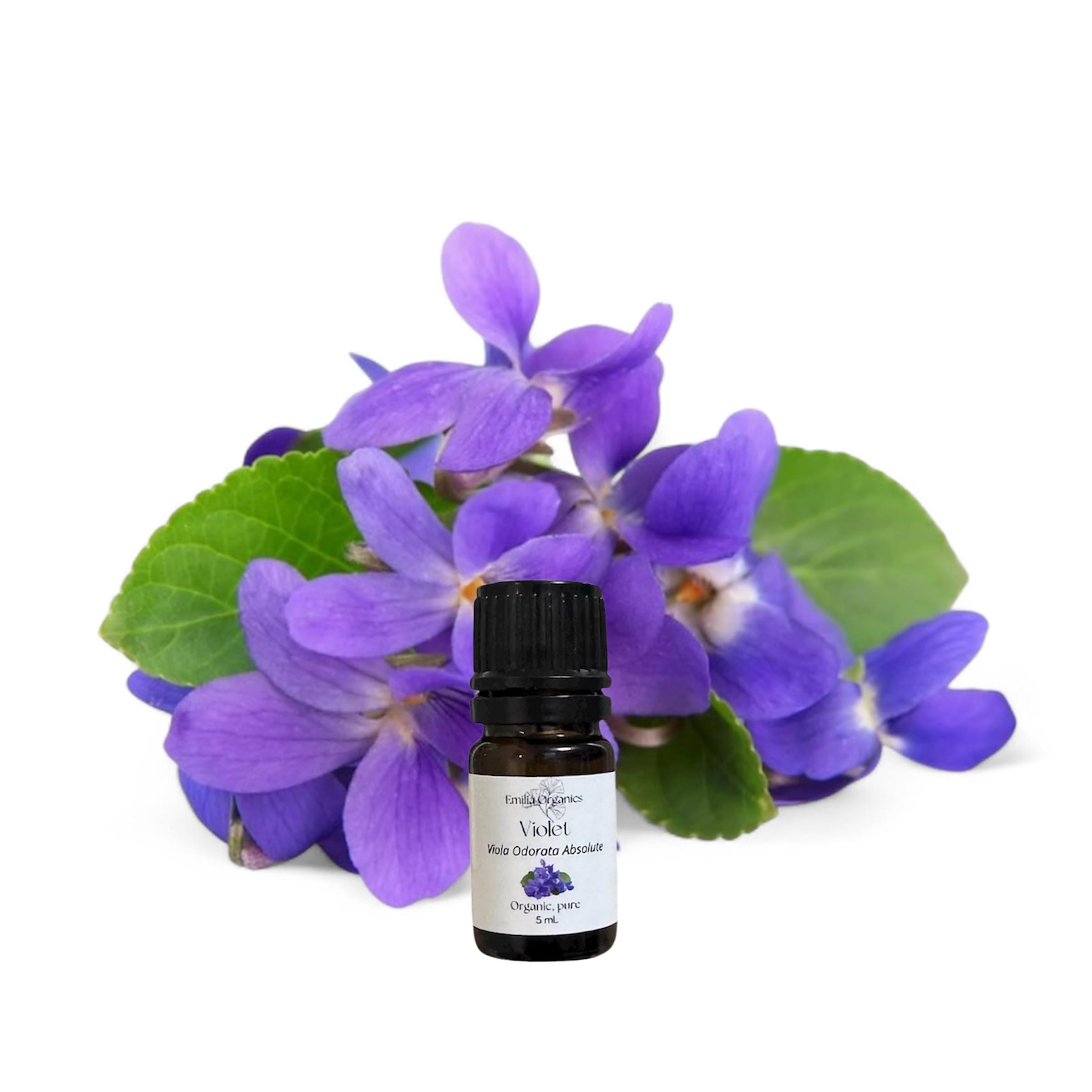 Violet Leaf Absolute Oil, Organic, 100% Pure, Natural