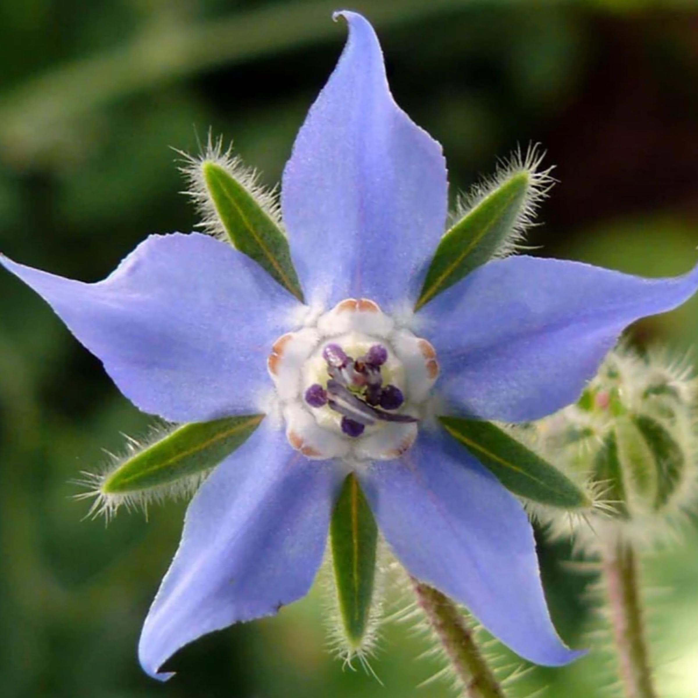 Borage Seed Oil, Organic, Cold Pressed, Unrefined, Natural