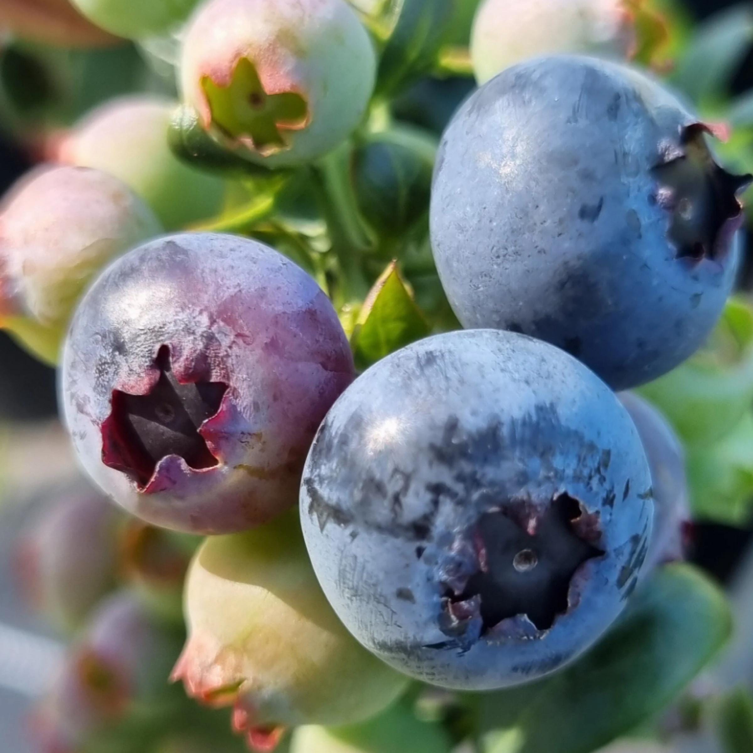Blueberry Seed Oil, Organic, Cold Pressed, Unrefined, Natural