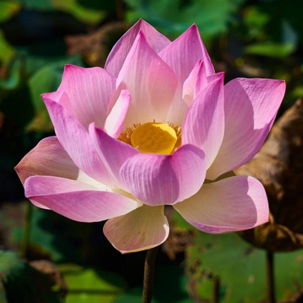 Pink Lotus Absolute Oil, Organic, 100% Pure, Natural