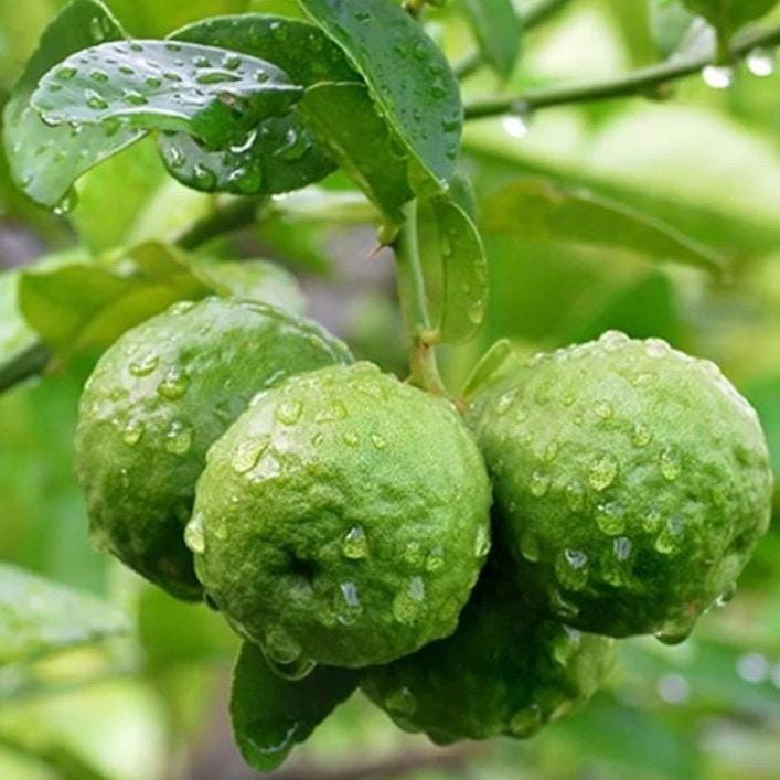 Bergamot Essential Oil, Bergapten Free, Organic, Pure, Natural