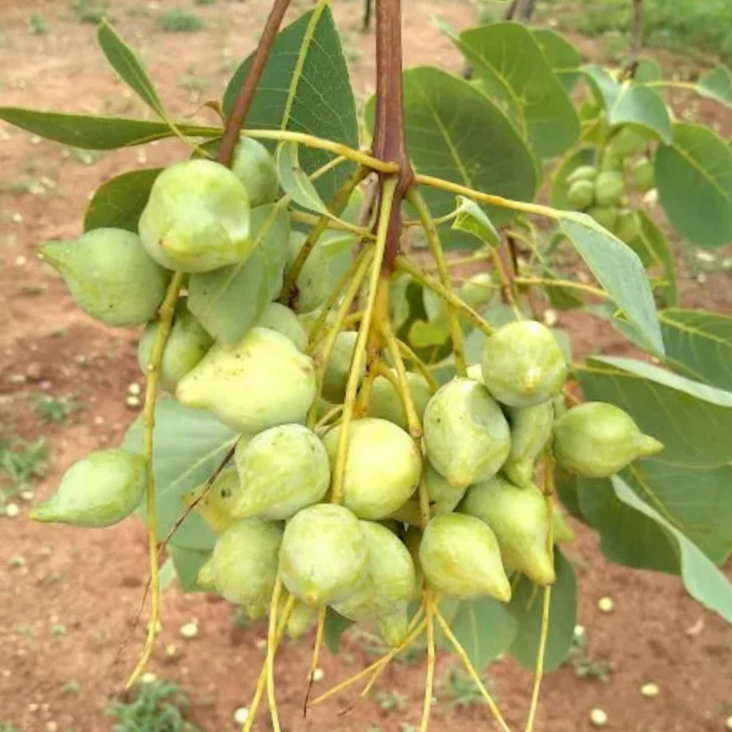 Kakadu Plum Seed Oil, Organic, Cold Pressed, Unrefined, Natural