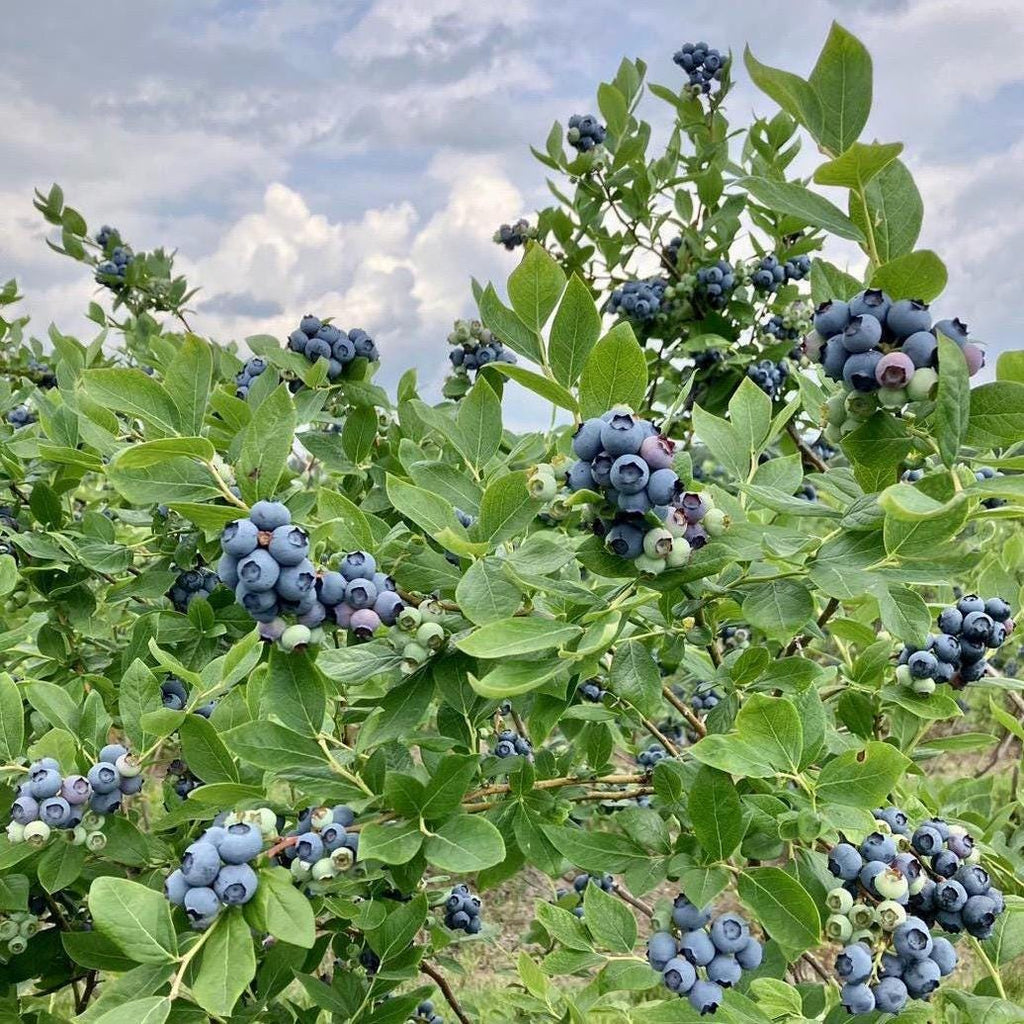 Blueberry Seed Oil, Organic, Cold Pressed, Unrefined, Natural
