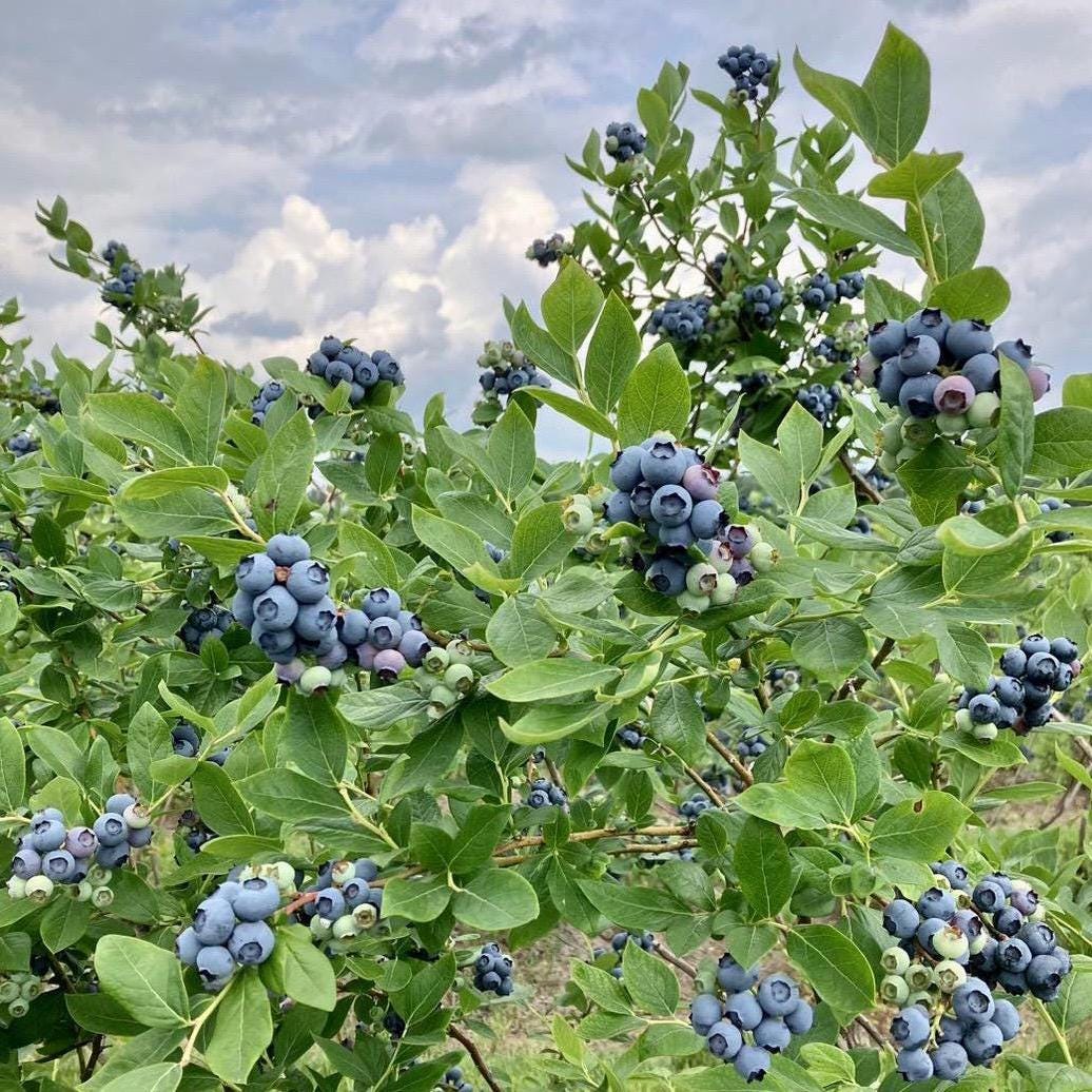 Blueberry Seed Oil, Organic, Cold Pressed, Unrefined, Natural