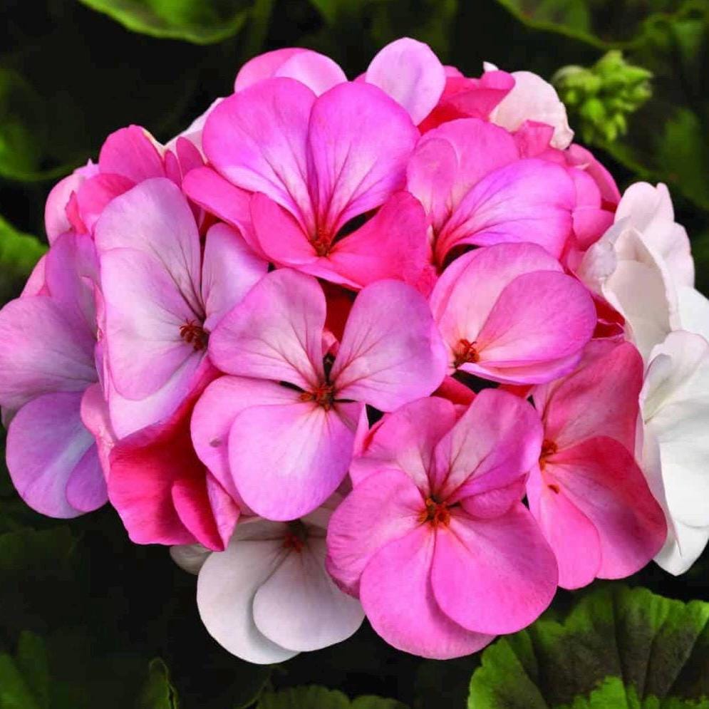 Geranium Hydrosol, Organic, Pure, Natural