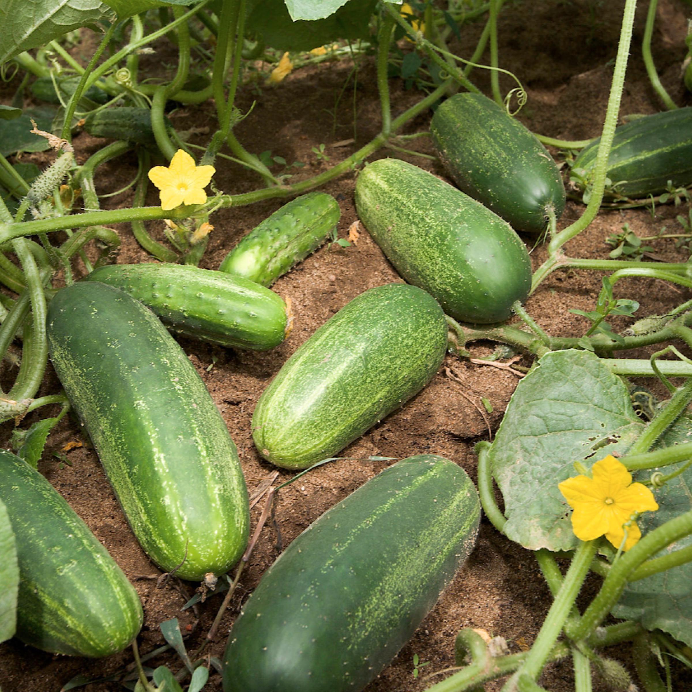 Cucumber Seed Oil, Organic, Cold Pressed, Unrefined, Natural