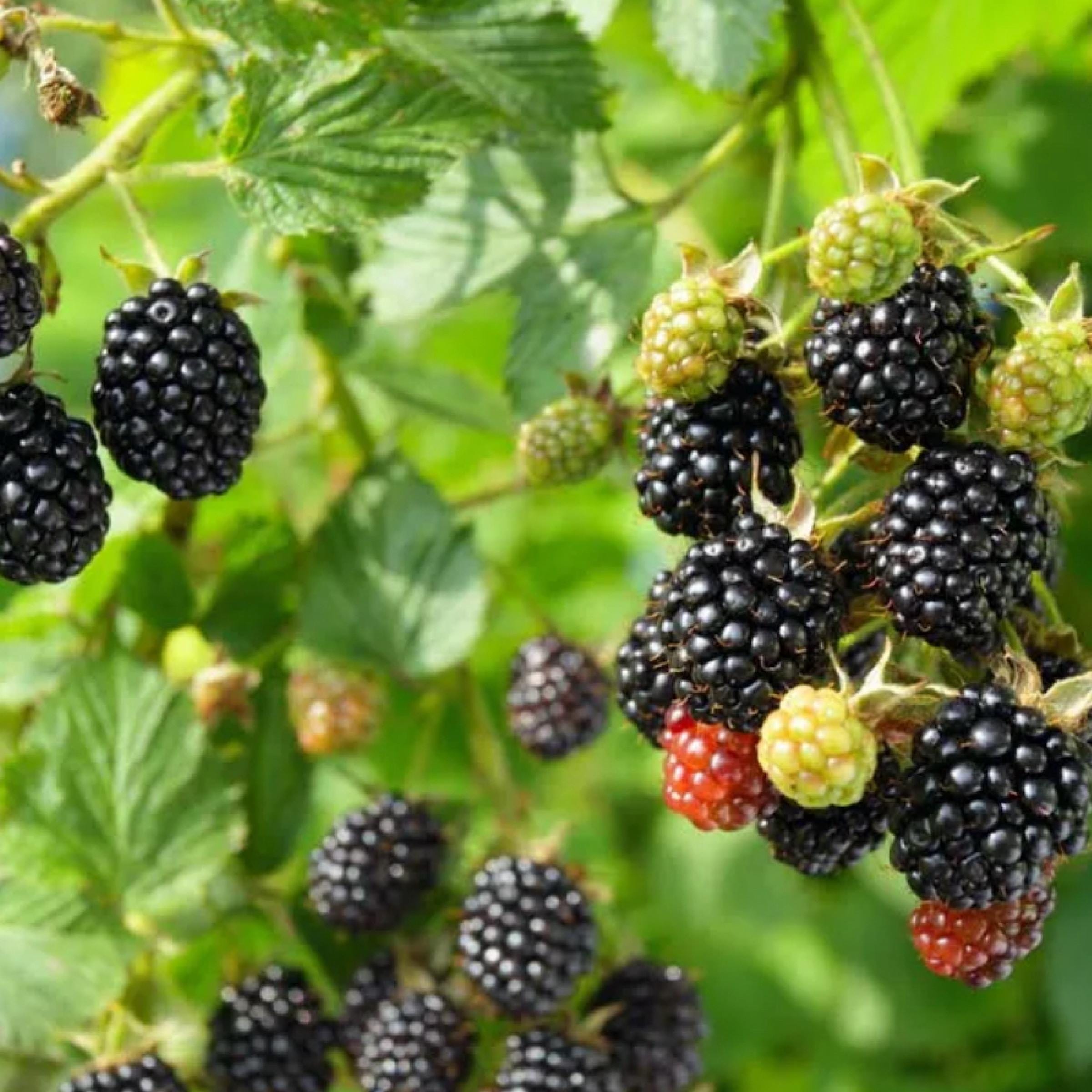 Blackberry Seed Oil, Organic, Cold Pressed, Unrefined, Natural